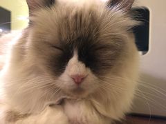 -猫色咖啡·猫咖