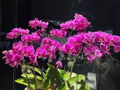 -上海辰山植物园