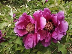 -黑龙江省森林植物园