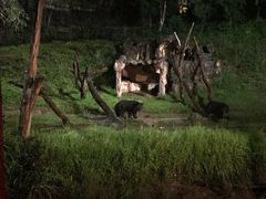-清迈夜间动物园