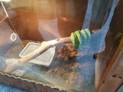 -上海大自然野生昆虫馆(东方明珠·爬宠昆虫探索中心)