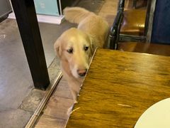 -百好乐宠物友好餐厅(朝外大街店)