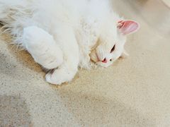 -藏猫猫咖啡主题馆(中央大道店)