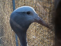 -盐城丹顶鹤湿地生态旅游区