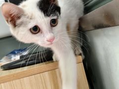 -宠福鑫康馨动物医院·骨科·眼科