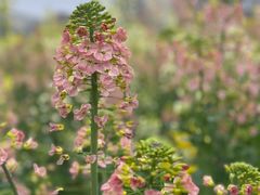 -中国天府农业博览园