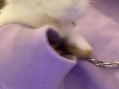 -猫猫幼稚园·撸猫·桌游·电玩