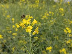 -光明小镇欢乐田园