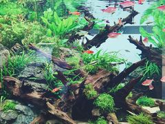 -ADA自然水景世界