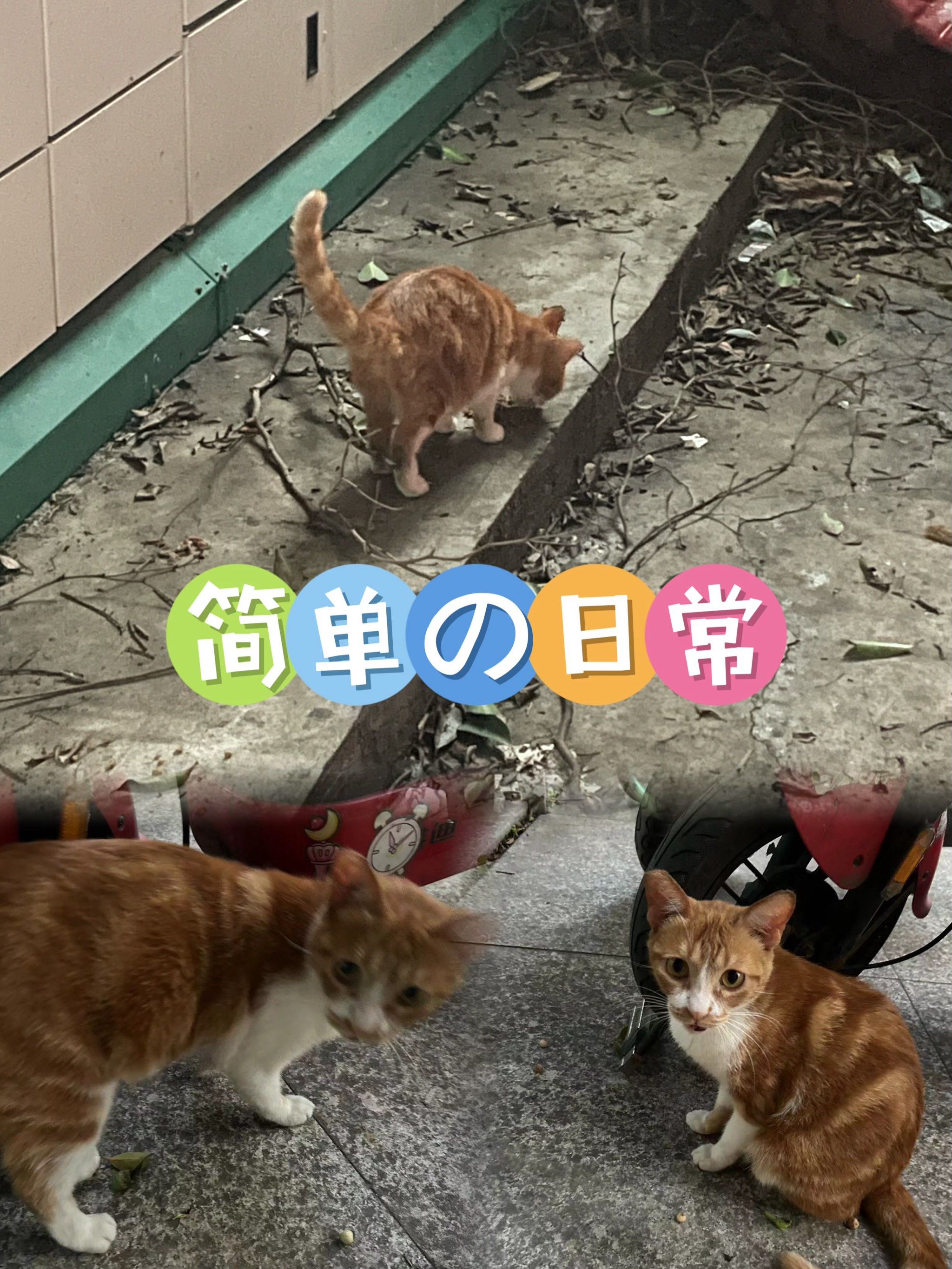 我的春日crush | 我和我的猫朋狗友们93