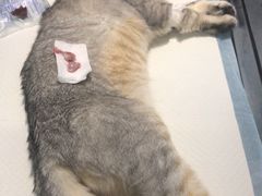 -拜鲁耶动物诊疗中心·宠家动物医院