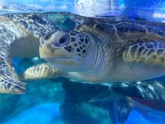 -烟台海昌鲸鲨海洋公园