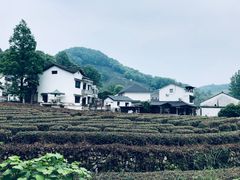 -龙井村