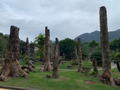 -深圳仙湖植物园