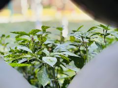 -上海吴淞炮台湾国家湿地公园