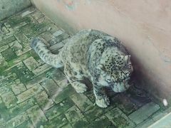 -青藏高原野生动物园