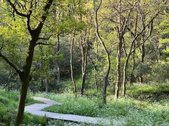 -南京老山国家森林公园