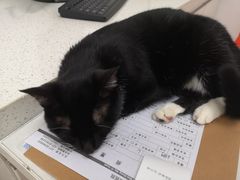 -伟伟宠物医院·瑞派猫友好医院·猫科(光谷店)