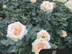 -人民公园(罗湖区)