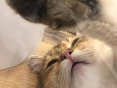 -袖虎·猫馆(体育西路店)