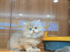 -欣宠猫屋·矮脚拿破仑·蓝金金渐层