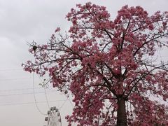-广东花都香草世界旅游度假区