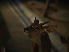 -清迈夜间动物园