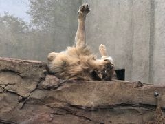 -阿提斯皇家动物园