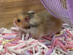 -Pets First伊珊娜洗护·精致美容·家庭式寄养(新会路店)