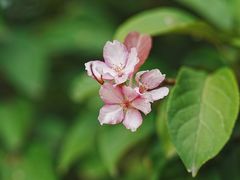 -海棠花溪(元大都城垣遗址公园)