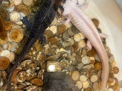 -老北京炸酱面大王.铜锅涮肉(朝阳门店)