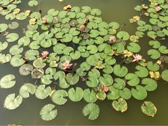 iphone_upload_pic-红山村