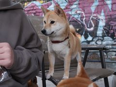 -柴犬高等学院·狗咖·柴犬售卖·宠物训练