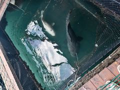 -蓝湾碧波·老字号·疍家非遗海上餐厅