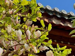 -大理文庙(大理古城)