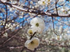 -深圳龙潭公园