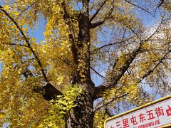 -三里屯东五街银杏大道
