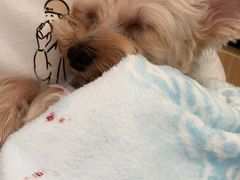 -美联众合动物医院·24h京西诊疗中心