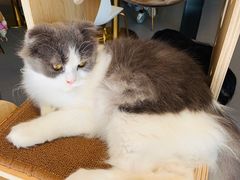 -飞行喵MR PILOT|猫舍·猫咖(静安大融城店)