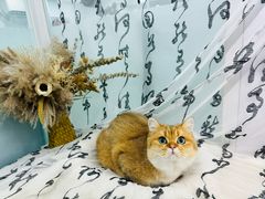 -爱洗澡的猫(望京店)