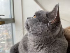-Catmate·猫肥家润(金润铂宫店)