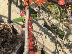 -兴福老面馆(寺路街店)