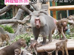-广州长隆野生动物世界