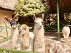 -杭州野生动物世界