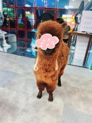 -神奇动物撸宠馆·羊驼·小浣熊·异宠(豫园店)