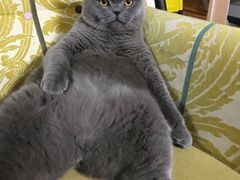 -东方名猫馆·英短金渐层布偶猫舍(环线广场1号楼店)