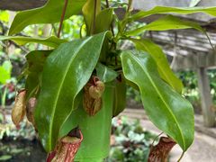 -中国科学院西双版纳热带植物园