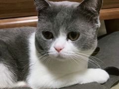 -美联众合动物医院·24h京西诊疗中心