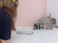 -浣熊柯尔鸭土拨鼠·电玩咖
