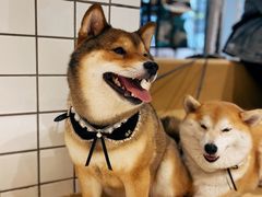 -柴务处·柴犬主题狗咖